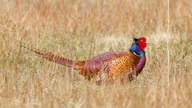 A common Pheasant in it's natural habitat