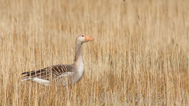 A greylag goose is hiding in the reeds