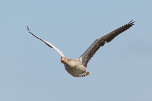 A greylag goose in flight (Schiermonnikoog, Holland)