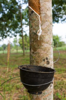 Close up of tapping latex from rubber tree in Thailand