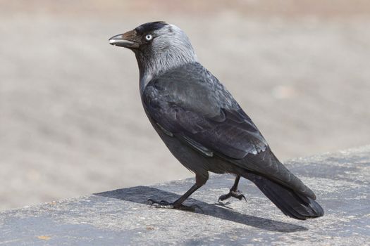 A daw is eating a small white stonelike object