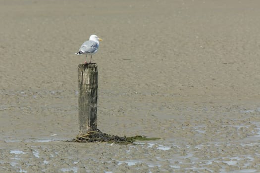 A herring gull on a pole during lowtide