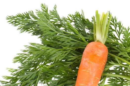 One carrot isolated on a white background