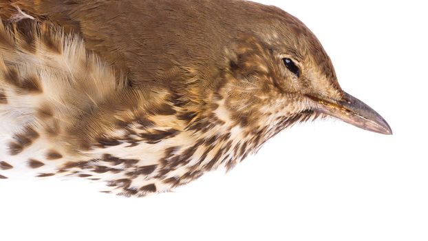 Dead song thrush on a white background