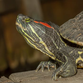 A European pond terrapin is sitting on a stone