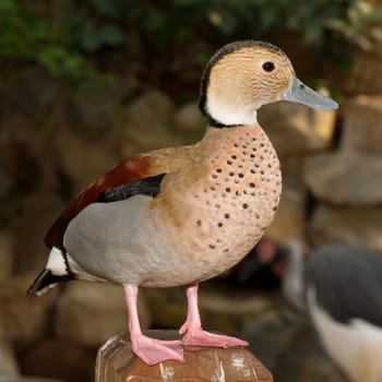 A colorful tropical duck in captivity (Holland)