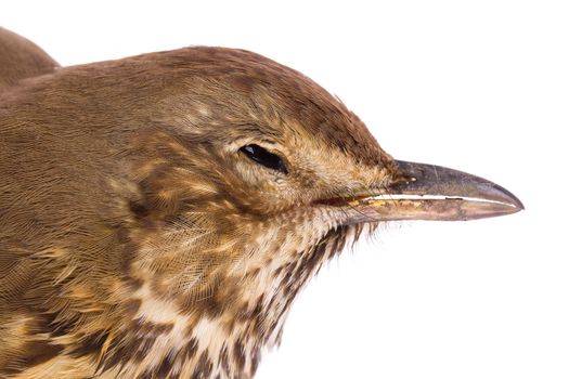 Dead song thrush on a white background