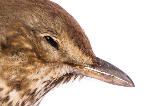 Dead song thrush on a white background