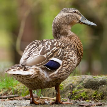 A close-up of a wild duck (mallard, female)