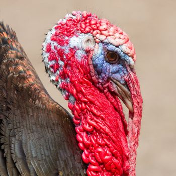 A close-up of a large turkey (Holland)