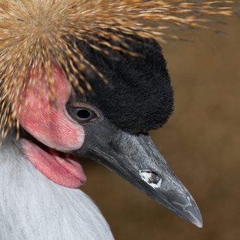 A close-up of a crowned crane (Holland)