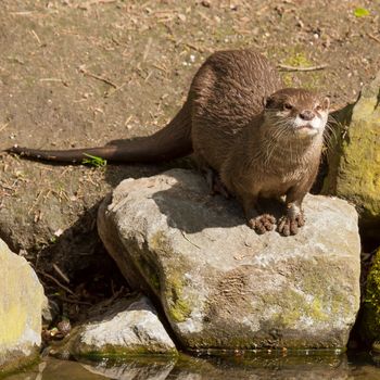 A wet otter is standing on a stone