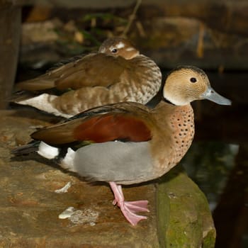A colorful tropical duck in captivity (Holland)