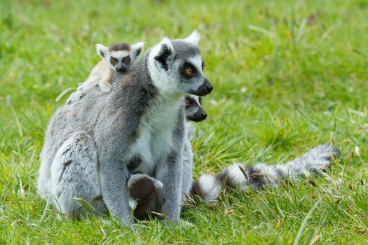 Ring-tailed lemur (Lemur catta) in a dutch zoo