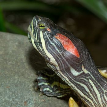 A European pond terrapin is resting on a stone