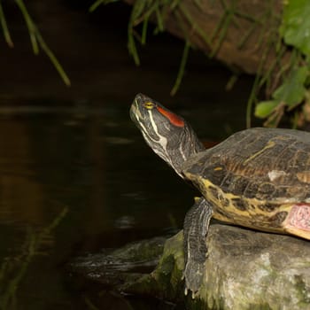 A European pond terrapin is resting on a stone