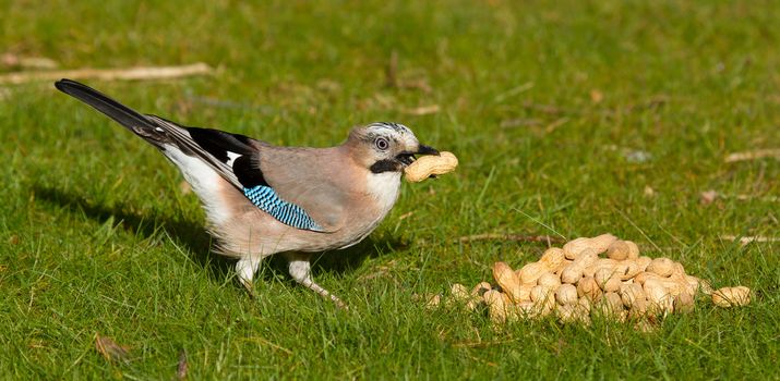 A Jay bird (Garrulus glandarius) is eating a peanut