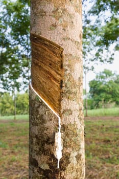 Close up of tapping latex from rubber tree in Thailand