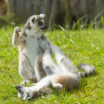 Ring-tailed lemur playing (Lemur catta) in a dutch zoo