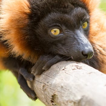 An sleepy crown maki in a dutch zoo