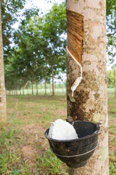 Close up of tapping latex from rubber tree in Thailand