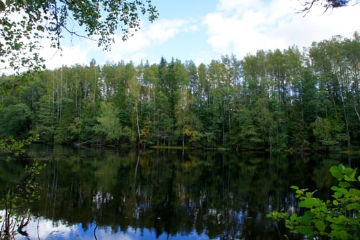 Green forest and its reflection in water