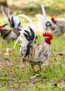 White Bantam  on grass in Countryside from thailand