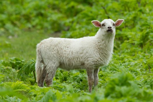 Little lamb in a wild green field