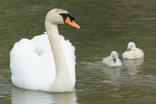 Cygnets are swimming in the water with their parent