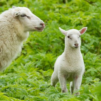 Little lamb in a wild green field