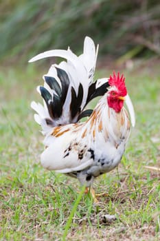 White Bantam  on grass in Countryside from thailand