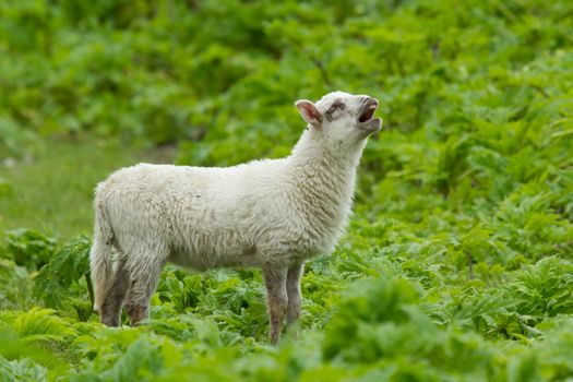 Little lamb in a wild green field