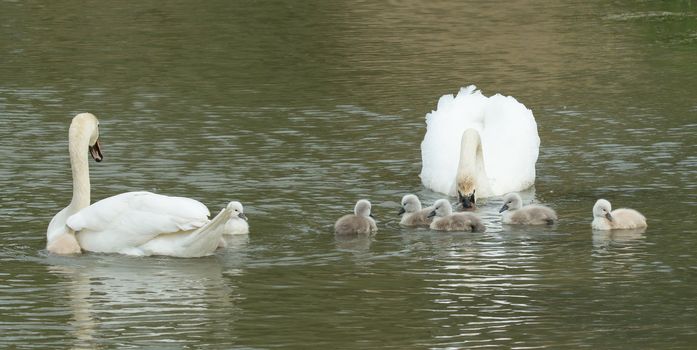 Cygnets are swimming in the water with their parents