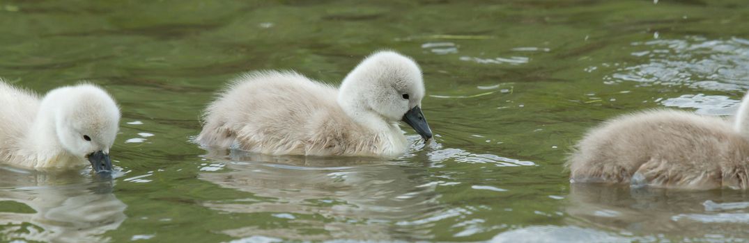 Cygnets are swimming in the water (Holland)