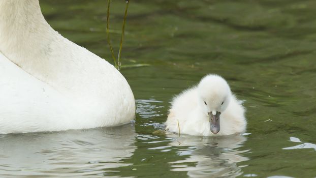 A cygnet is swimming in the water with its parent