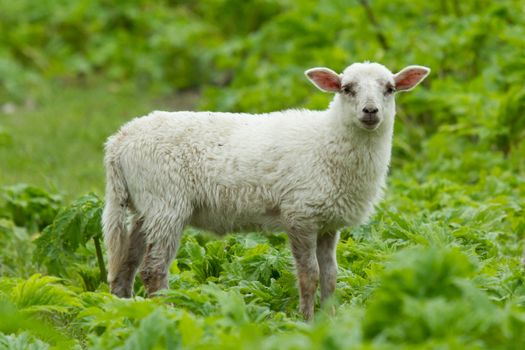 Little lamb in a wild green field