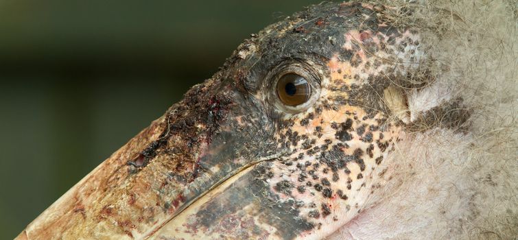 Extreme close-up of an marabu (Holland)