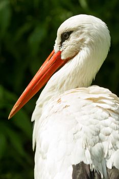 Close-up of a stork in its natural habitat