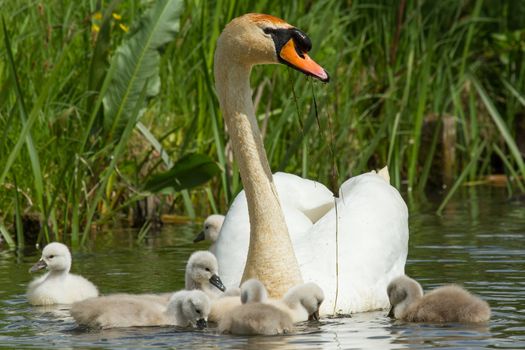 Cygnet are swimming in the water with their parent