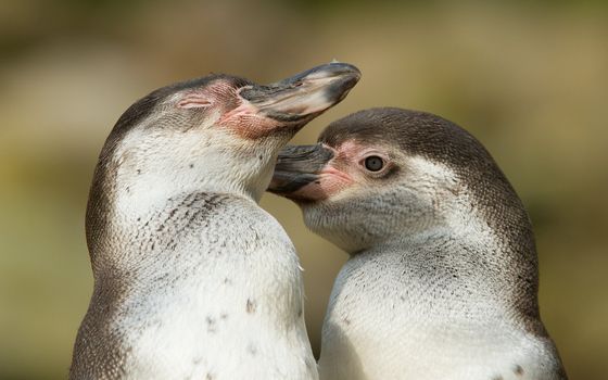 Close-up of a humboldt penguin in a dutch zoo