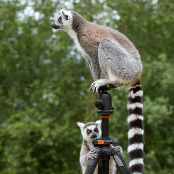 Ring-tailed lemur in captivity, sitting on a photographers tripod