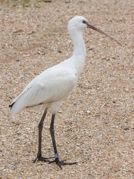 Spoonbill in it's natural habitat (zoo, Holland)