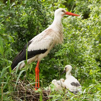 Stork with two chicks in a nest (Holland)