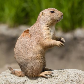 Close-up of a cute prairie dog(Holland)