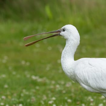 Spoonbill in it's natural habitat (zoo, Holland)