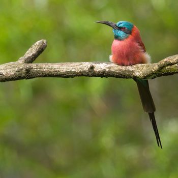 Northern Carmine Bee-Eater sitting on a tree limb