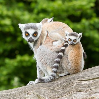 Ring-tailed lemur in captivity, young on back