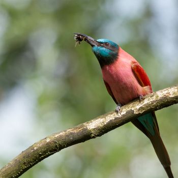 Northern Carmine Bee-Eater is eating a bumblebee