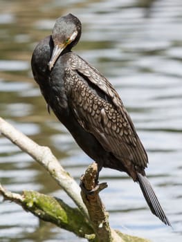 Cormorant in it's natural habitat (zoo, Holland)