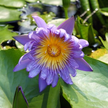 The blooming purple lotus in the natural pond